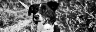 Wilma (Andorinha)