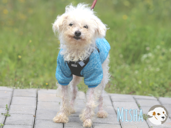 Misha