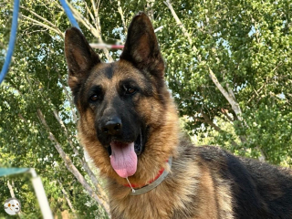 Saphira
