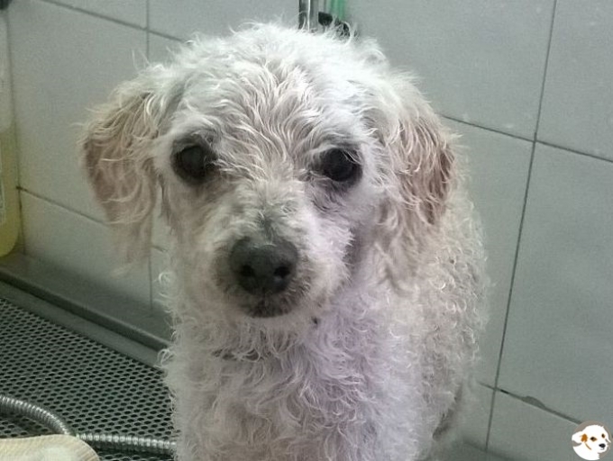 Oskar (Fips)