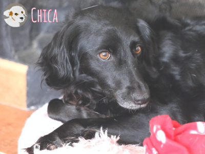 Chica