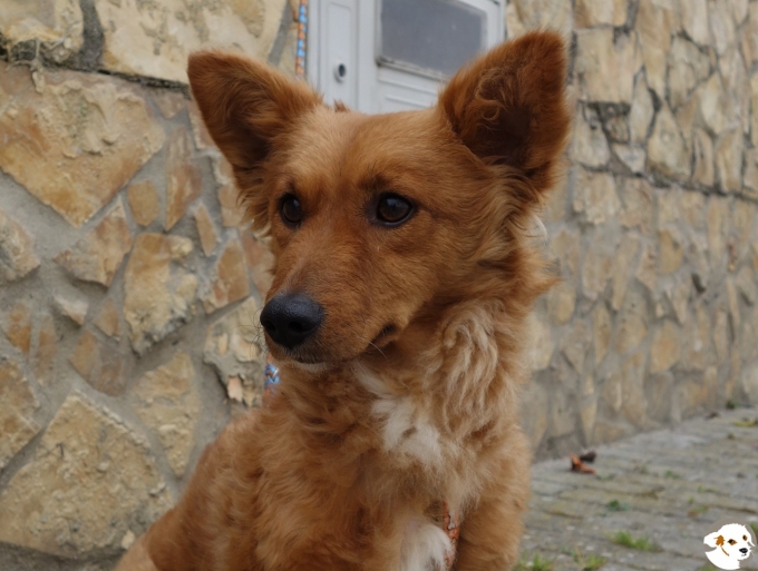 Foxie