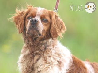 Milka