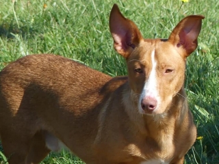 Bruno (Chico)