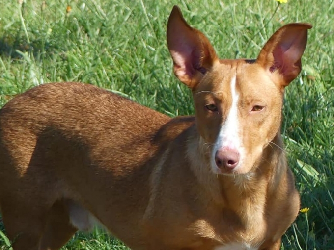 Bruno (Chico)