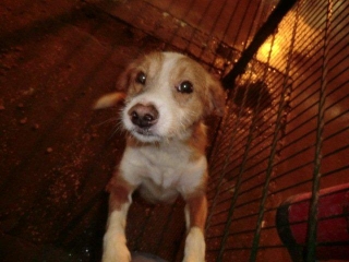 Erste Erfolge, oder der Jack Russel-Mix der keiner war