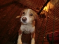 Erste Erfolge, oder der Jack Russel-Mix der keiner war