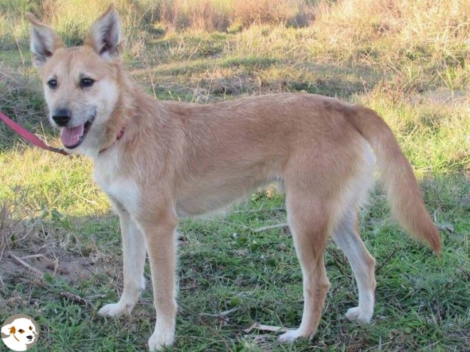 Charly (Rover)