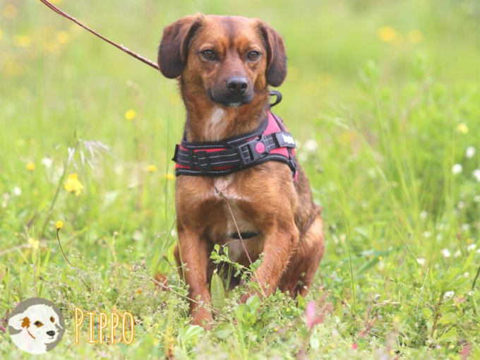 Pippo
