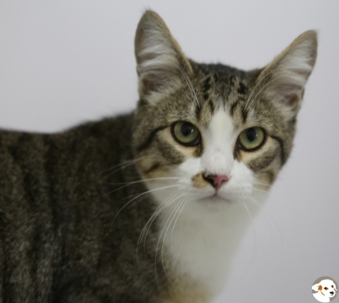 Francis (Oscar)