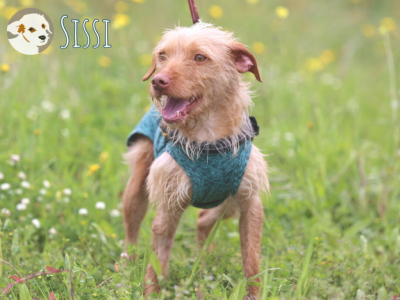 Sissi