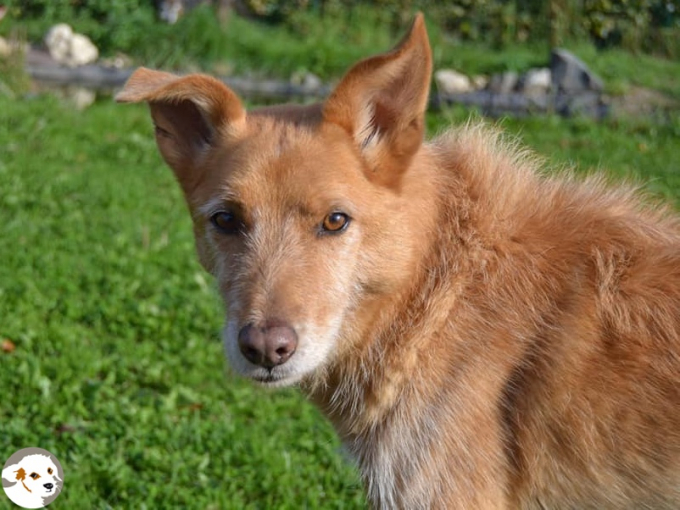 Timba (Tuga)