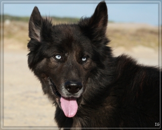 Portela und die neuen Hunde
