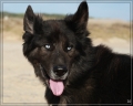Portela und die neuen Hunde