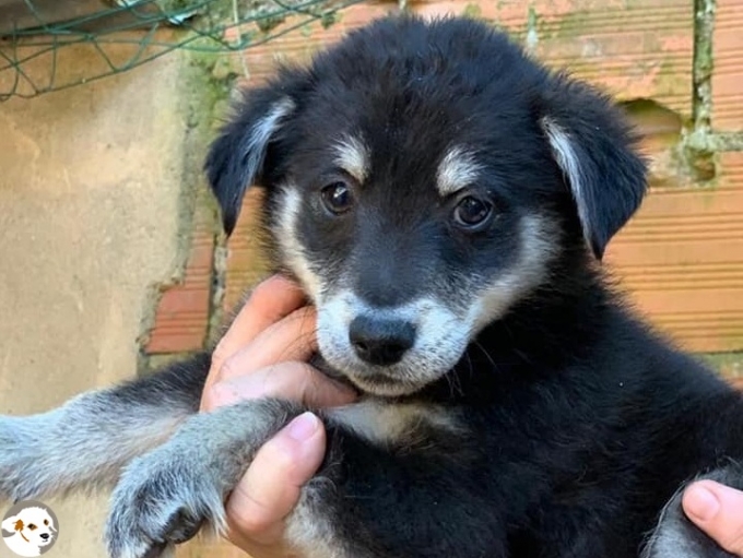 Carino (Pipo)
