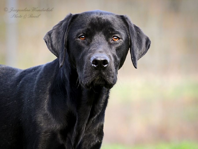 Kobe (Milow)