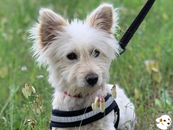 Carlos (Tofu)