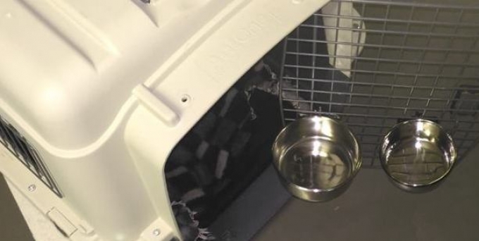 Im Tierschutz wird es nie langweilig