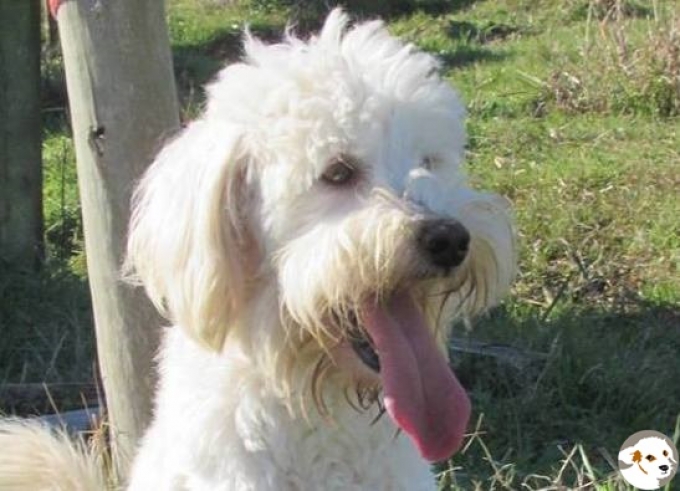 Duque
