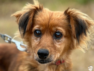 Heidi
