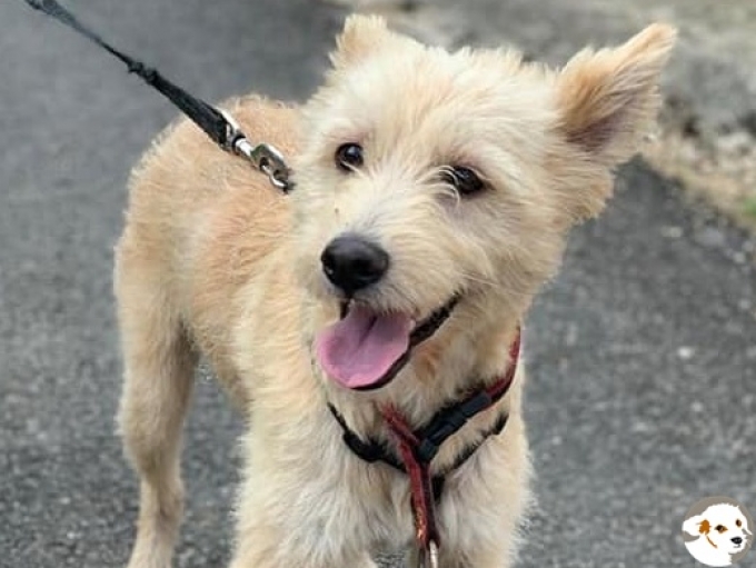 Bella (Blondie)