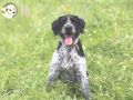 Bo (Boris)