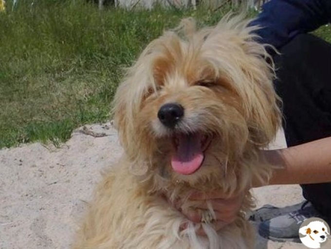 Berti (Sweetie)