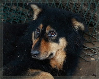 Cindys Pension und drei Rieti-Hunde