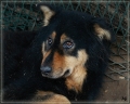 Cindys Pension und drei Rieti-Hunde