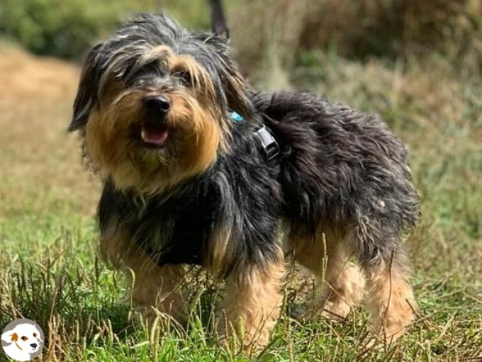 Mickey (Yorkie)
