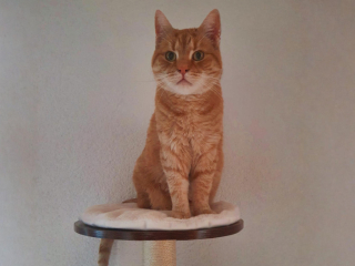 Püppi