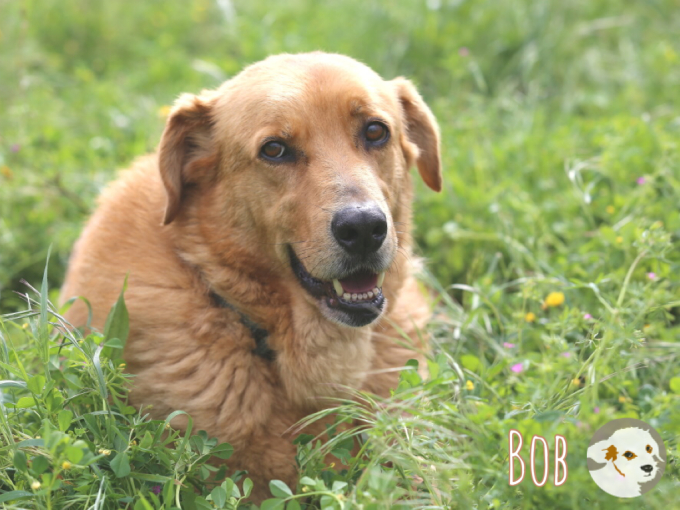Bob