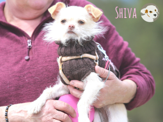 Shiva