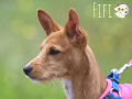 Fifi
