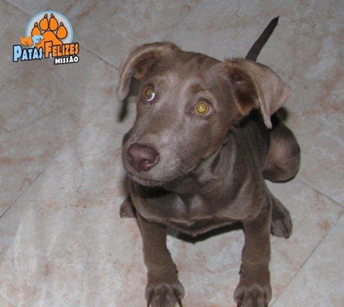 Jolie sucht dringend ein Zuhause