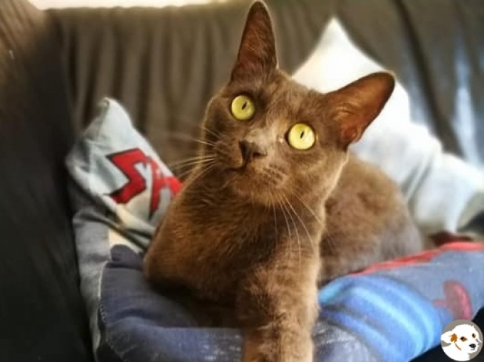 Luzifer (Tina)