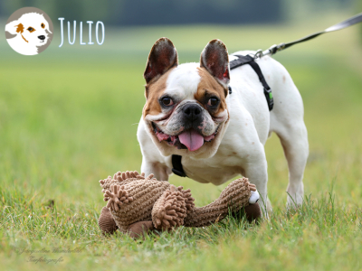 Julio