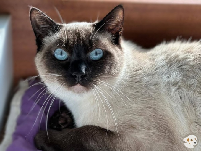 Tomas