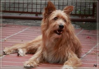 Snickers