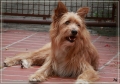 Snickers