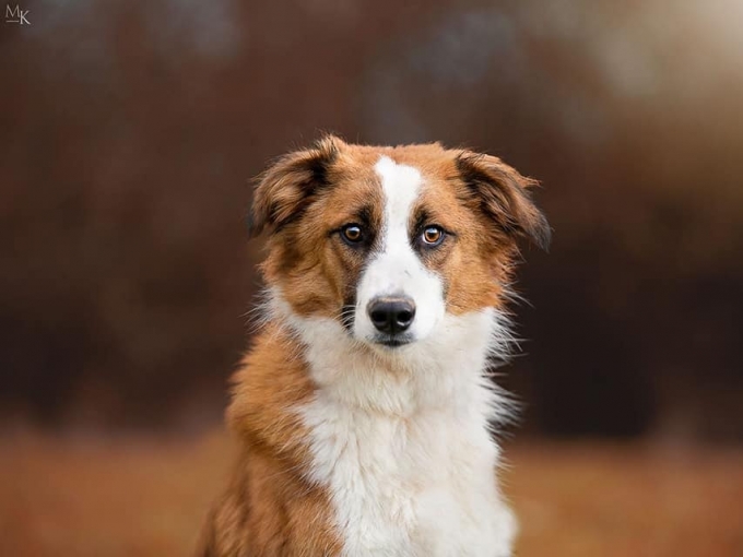 Finn (Pablo)