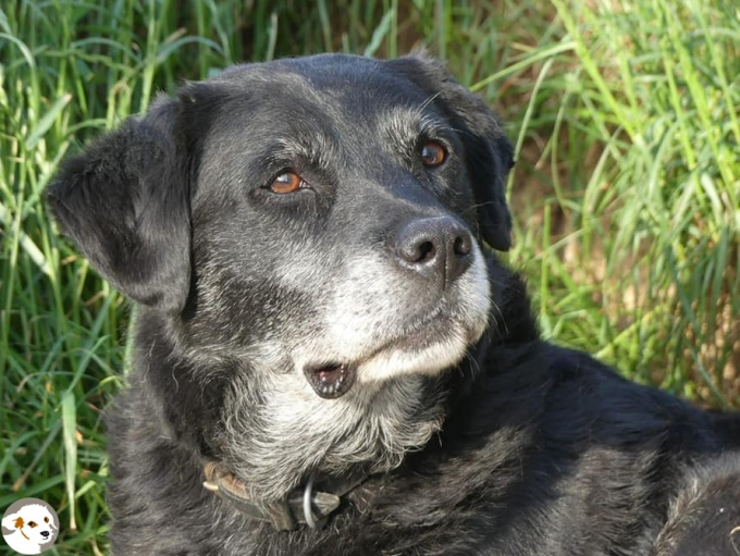 Rollo (Ruca)