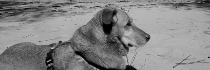 Filipa