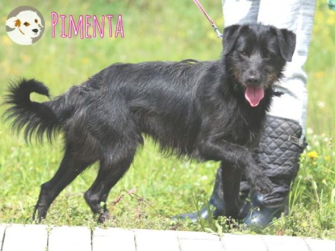 Pimenta