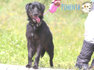 Pimenta