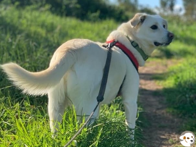 Benni (Jolie)