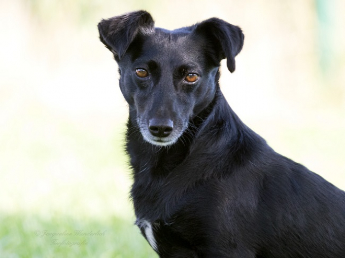 Blackie