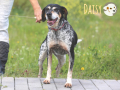 Daisy