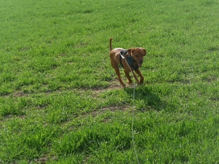 Joey kann wieder toben und spielen