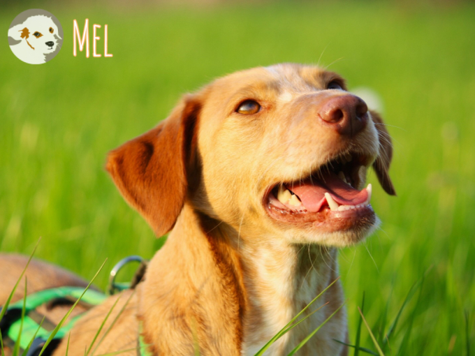 Mel